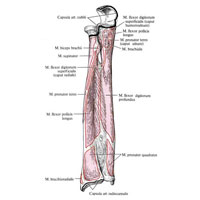 Рис. 373. Места начала и прикрепления мышц и суставных капсул на костях предплечья, правого; вид спереди (схема). (Межкостная перепонка, membrana interossea, не удалена.)