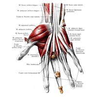 Рис. 381. Мышцы кисти, правой. (Ладонная поверхность.) (Проксимальная и частично средняя фаланги среднего пальца удалены; видно сухожилие разгибателя пальцев.)