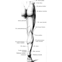 Рис. 391. Рельеф мышц нижней конечности, правой; вид спереди.