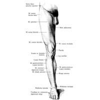 Рис. 392. Рельеф мышц нижней конечности, правой; вид сзади.