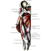 Рис. 398. Мышцы таза и бедра, правого; вид спереди. (Латеральная широкая мышца бедра перерезана и оттянута. Видна промежуточная широкая мышца бедра.)