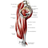 Рис. 401. Мышцы таза и бедра, правого. (Внутренние мышцы таза, передняя и медиальная группы мышц бедра.)