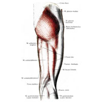 Рис. 405. Мышцы и фасции таза и бедра, правого; вид сзади.