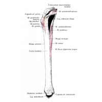 Рис. 425. Места начала и прикрепления мышц, связок и суставных капсул на большеберцовой кости, правой (схема). (Медиальная поверхность.)