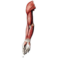 Рис. 443. Мышцы руки (А) и ноги (Б), правых (новорожденный).