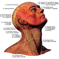 Рис. 1000. Области распространения кожных нервов головы и шеи; вид справа (полусхематично).