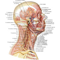 Рис. 1001. Нервы головы и шеи; вид справа (полусхематично). (Двигательные нервы.)