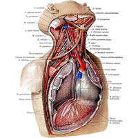 Рис. 1002. Диафрагмальный нерв, n. phrenicus, правый (по препаратам П. Евдокимова). (Мышцы шеи большей частью удалены; правая половина грудной клетки вскрыта.)