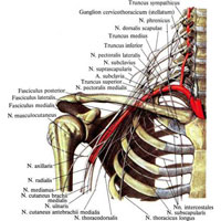 Рис. 1007. Плечевое сплетение, plexus brachialis (полусхематично).