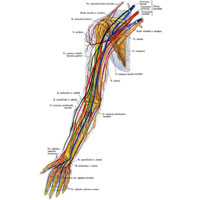 Рис. 1008. Плечевое сплетение, plexus brachialis, и нервы свободной части верхней конечности, правой; внутренняя поверхность (полусхематично).