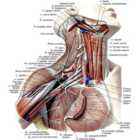 Рис. 1010. Нервы шеи и пояса верхней конечности; вид справа. (Шейное и плечевое сплетения; ключица и большая грудная мышца, а также поверхностные мышцы шеи частично удалены.)