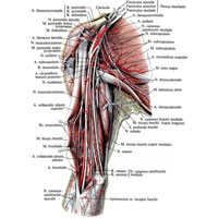 Рис. 1011. Нервы и артерии пояса верхней конечности и плеча, правого. (Передневнутренняя поверхность.)