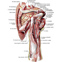 Рис. 1012. Артерии и нервы пояса верхней конечности и плеча, правого. (Задняя поверхность.) (Участки над- и подостных и дельтовидной мышц удалены; большая круглая мышца и латеральная головка трехглавой мышцы перерезаны.)