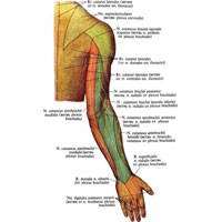 Рис. 1026. Области распространения кожных нервов пояса и свободной части верхней конечности, правой (полусхематично). (Тыльная поверхность.)