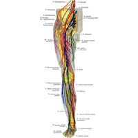 Рис. 1034. Пояснично-крестцовое сплетение, plexus lumbosacralis, и нервы свободной части нижней конечности, правой; передняя поверхность (полусхематично).