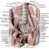 Рис. 1035. Нервы поясничной области и таза; вид спереди. (Пояснично-крестцовое и копчиковое сплетения; справа удалена большая поясничная мышца.)