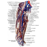 Рис. 1036. Нервы и сосуды бедра, правого. (Переднемедиальная поверхность). (Мышцы бедра частично удалены.)