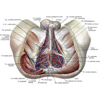 Рис. 1039. Нервы, артерии и вены промежности мужчины; вид снизу. (Большая ягодичная мышца справа перерезана; мошонка оттянута; крестцово-бугорная связка частично удалена.)