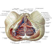Рис. 1041. Нервы, артерии и вены промежности женщины; вид снизу. (Большая ягодичная мышца справа перерезана; крестцово-бугорная связка частично удалена.)