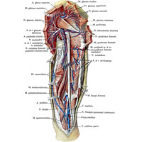 Рис. 1045. Нервы, артерии и вены бедра, правого. (Задняя поверхность.) (Большая и средняя ягодичные мышцы и длинная головка двуглавой мышцы перерезаны.)
