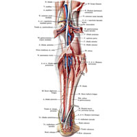 Рис. 1046. Нервы, артерии и вены голени, правой. (Задняя поверхность.) (Трехглавая мышца голени частично удалена; задние большеберцовые и малоберцовые вены частично удалены.)