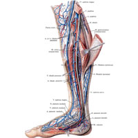 Рис. 1047. Нервы, артерии и вены голени и стопы, правых. (Медиальная поверхность.)