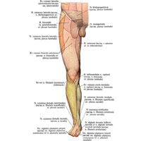 Рис. 1054. Области распространения кожных нервов нижней конечности, правой (полусхематично). (Передняя поверхность.)