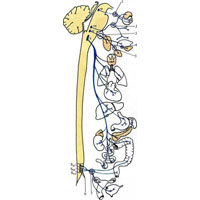 Рис. 1059. Парасимпатическая часть вегетативной нервной системы (схема). III – n.oculomotorius; VII – n. facialis; IX – n. glossopharyngeus; X – n. vagus; 1 – ganglion ciliare; 2 – ganglion pterygopalatinum; 3 – ganglion oticum; 4 – ganglion submandibulare; 5 – ganglion sublinguale; 6 – nuclei parasympathici sacrales; 7 – ganglia pelvica.