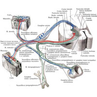 Рис. 1060. Ход волокон спинномозговых нервов и их связь с симпатическим стволом (схема).
