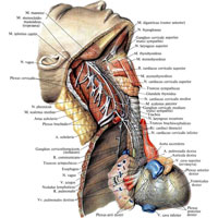 Рис. 1062. Нервы сердца; вид справа (препарат В. П. Воробьева). (Поверхностные мышцы шеи и внутренняя яремная вена удалены.)