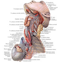 Рис. 1063. Нервы сердца; вид слева (препарат В. П. Воробьева).  (Поверхностные мышцы шеи, внутренняя яремная вена и часть общей сонной артерии удалены.)