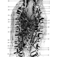 Рис. 1070. Нервы области заднего средостения; вид сзади (фотография. Препарат К. Березовского). (Позвоночный столб, ребра и сосуды удалены.)