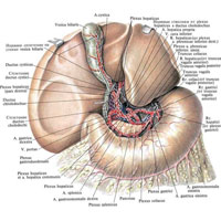 Рис. 1078. Нервы желудка, ворот печени и желчного пузыря; вид спереди (препарат И. Шапиро).