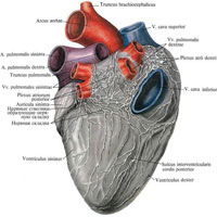 Рис. 1093. Нервы сердца; диафрагмальная поверхность (препарат В. П. Воробьева). (Эпикард удален; сердце растянуто.)