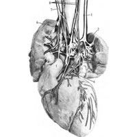 Рис. 1094. Нервы сердца и легких (фотография. Препарат В. Андриеша).