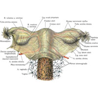 Рис. 1101. Нервы матки и влагалища. (Задняя поверхность.) (Рисунок с препарата с окрашенными нервами. Препарат А. Журавлева.)