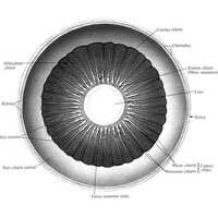 Рис. 1107. Сосудистая оболочка, choroidea, глазного яблока; передний отдел. (Внутренняя поверхность.)