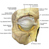 Рис. 1115. Верхний и нижний хрящи век, tarsi palpebrarum superior et inferior, правый глаз; вид спереди. (Кожа и круговая мышца глаза удалены.)