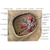 Рис. 1123. Мышцы глаза, mm. oculi, правого; вид спереди. (Оставлены начальные участки мышц; видно отношение мышц к зрительному нерву.)