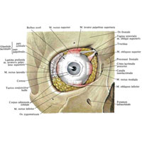 Рис. 1124. Мышцы глаза, mm. oculi, правого; вид спереди.