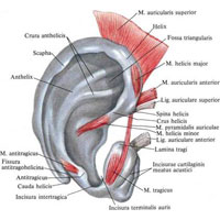 Рис. 1128. Хрящ ушной раковины, cartilago auriculae, правой; наружная поверхность; вид спереди.