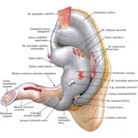 Рис. 1129. Хрящ ушной раковины и наружный слуховой проход, правый; вид сзади. (Задняя поверхность.)