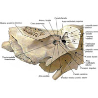 Рис. 1142. Внутренний слуховой проход, meatus acusticus internus, и улитковый лабиринт, labyrinthus cochlearis, правый. (Внутренний слуховой проход и спиральный канал улитки вскрыты.)