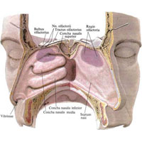 Рис. 1157. Обонятельная область, regio olfactoria (схема). (Окрашенный участок слизистой оболочки боковой стенки правой половины полости носа и правой поверхности перегородки носа.)