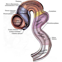 Рис. 871. Головной мозг, encephalon; эмбрион длиной 10,2 мм; правая половина; вид изнутри. (Полость мозговых пузырей.)