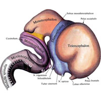 Рис. 874. Головной мозг, encephalon; эмбрион длиной 50 мм; вид справа. (По реконструкционной модели.)