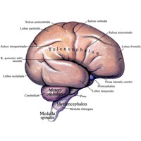 Рис. 875. Головной мозг, encephalon; эмбрион длиной 13 см; вид справа.