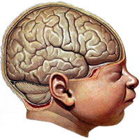 Рис. 876. Головной мозг новорожденного, правое полушарие; вид сбоку.