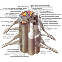 Рис. 880. Спинной мозг, medulla spinalis; вид спереди, справа и сверху (полусхематично). (Два сегмента спинного мозга; на правой стороне показана топография белого вещества; на левой стороне после удаления белого вещества видна форма серого вещества.)