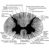 Рис. 881. Спинной мозг, medulla spinalis. (Горизонтальный разрез верхнего отдела грудной части спинного мозга.)